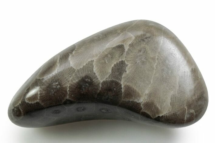 Polished Petoskey Stone (Fossil Coral) - Michigan #383085